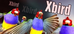 Xbird